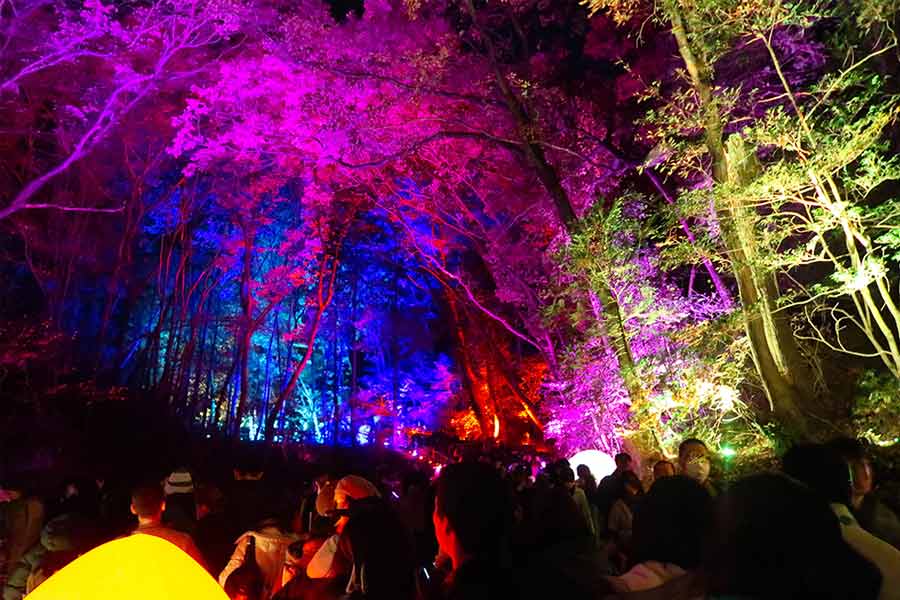 teamLab Returns to Shimogamo Shrine with an Expanded Art Exhibition